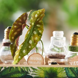 Urban Jungle plant nursery