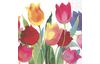 Serviette « Saison des tulipes »