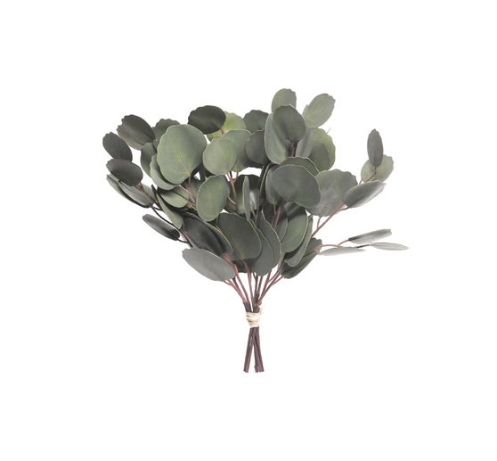 Branche d''eucalyptus « Eubia »