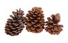 VBS Pine cone, 3 pieces