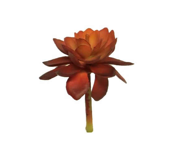 Succulente « Setou »