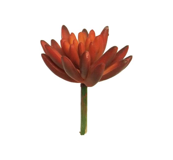 Succulente « Saturnus »