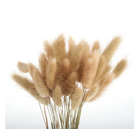 Lagurus