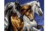 Painting by numbers "Wild Horses"