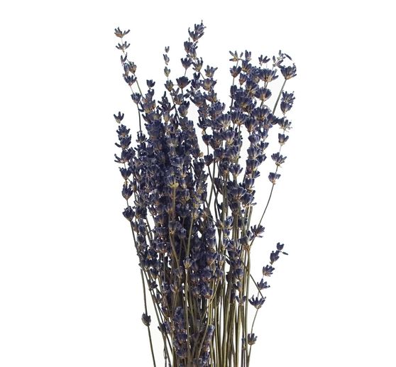 Lavande bleue naturelle