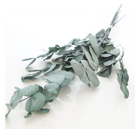Eucalyptus cinerea stabilisé