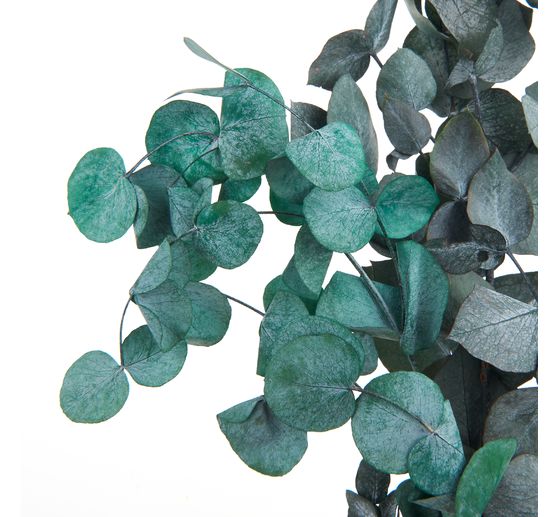 Eucalyptus cinerea stabilisé