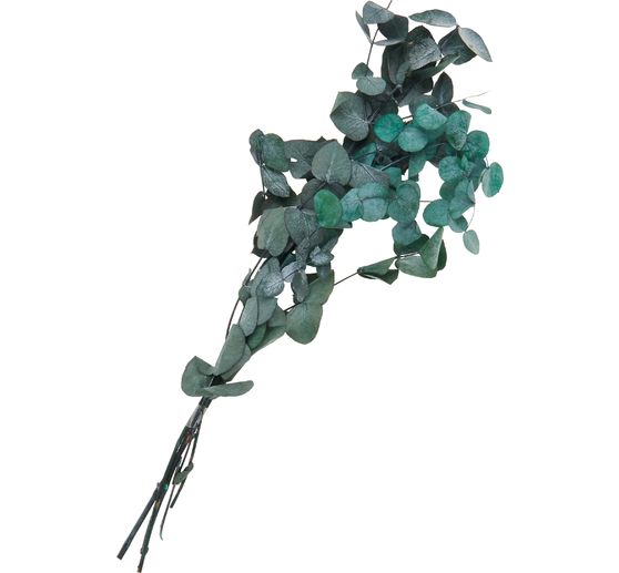 Eucalyptus cinerea stabilisé