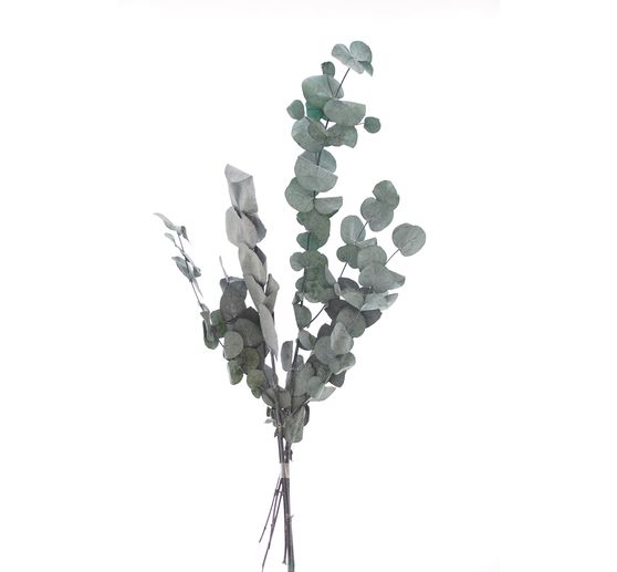 Eucalyptus cinerea stabilisé