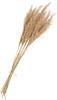 Pampas frond natural, 10 stems, L approx. 65 - 75 cm