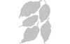 Gabarit d’estampe Sizzix Thinlits « Leaf Fragments by Tim Holtz »