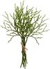 Branche de myrtille