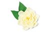 Gabarit d’estampe Sizzix Thinlits « Gardenia » 