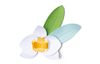 Gabarit d’estampe Sizzix Thinlits « Orchid »