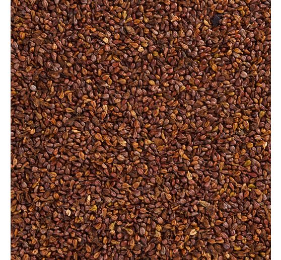 Pépins de raisin