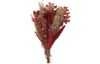 Dried flowers set "Red" 