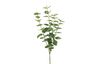 Branche d'eucalyptus « Jewel » 