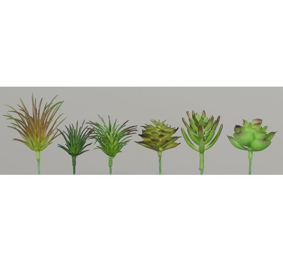 Assortiment de succulentes