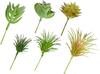 Assortiment de succulentes