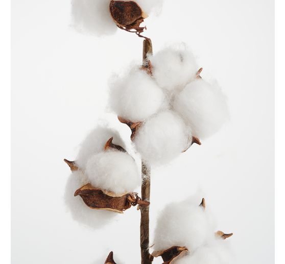 Branche de coton