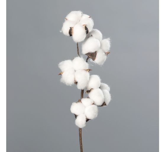 Branche de coton