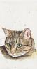 Mouchoirs en papier « Chat »