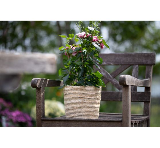 Seaweed plant basket