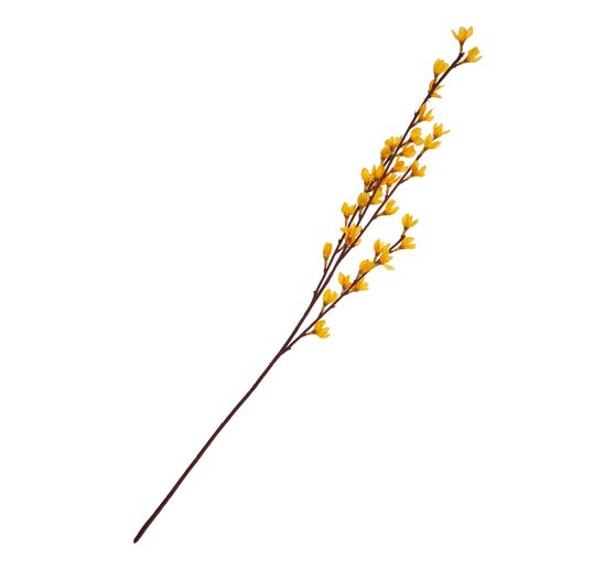 Forsythia branch "Fortesa"