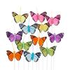 Butterfly "Brasil"