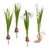 Spring flowers mix with bulb
