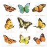 Serviette « Papillons »