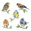 Serviette « Oiseaux indigènes »