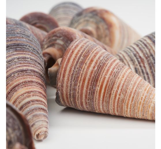 Sea shell "Telescopium"
