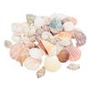 Assortiment de coquillages « Nature »