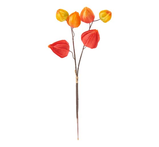Branche de physalis, 6 fleurs