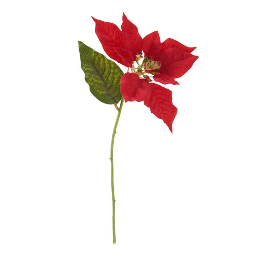 Fleur de poinsettia