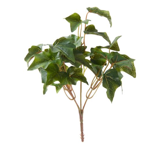 Ivy bush, 5 strands