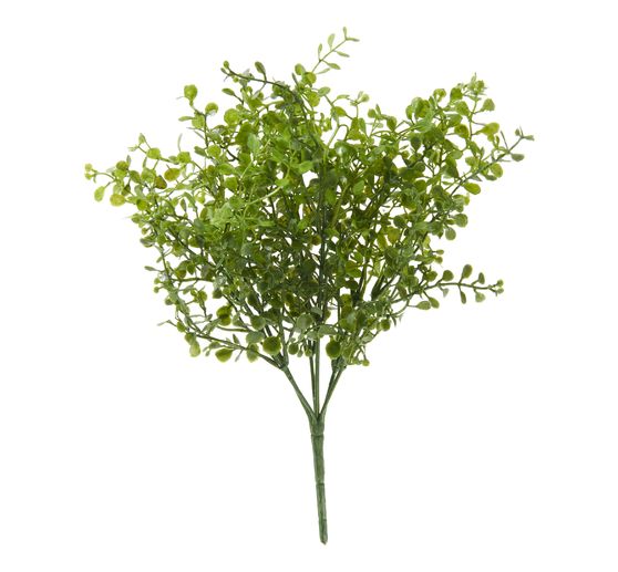 Box bush