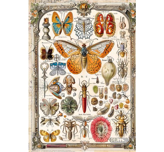 Assortiment de soies de paille à motifs « Beautés de la nature »