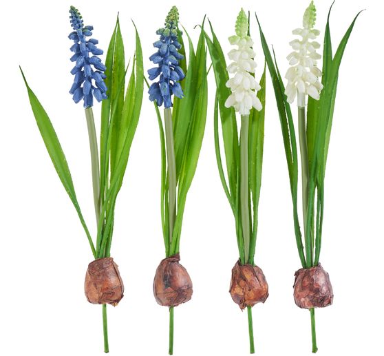 Assortiment de muscaris avec bulbe