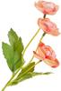 Ranunculus pick with 3 flowers