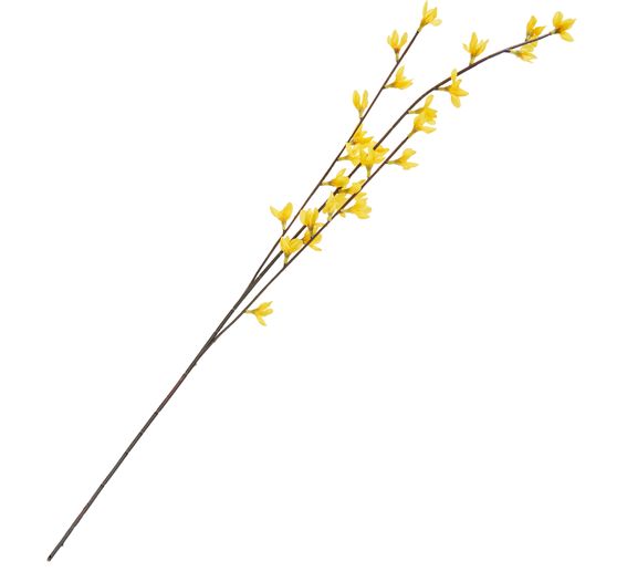 Branche de forsythia