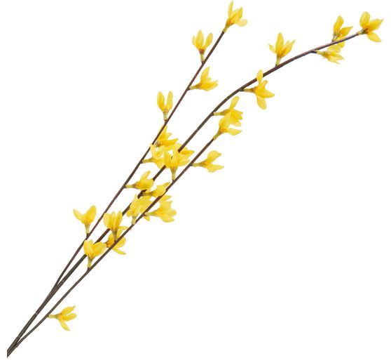 Branche de forsythia