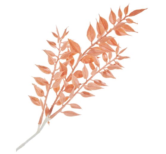 Pique de ruscus