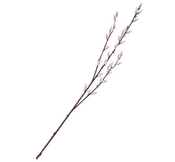 Branche de chaton de saule