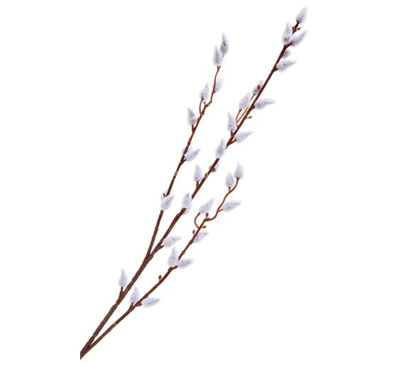 Branche de chaton de saule