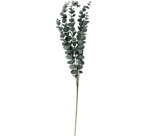 Branche d'eucalyptus "Evergreen"