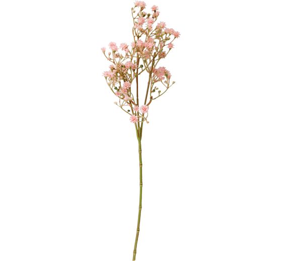 Tige de chicorée sauvage « Evergreen »