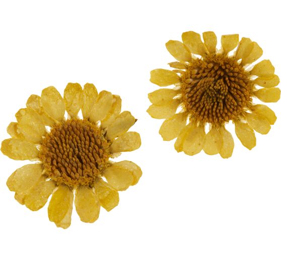 Assortiment de fleurs séchées, 9 pots
