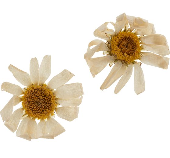 Assortiment de fleurs séchées, 9 pots